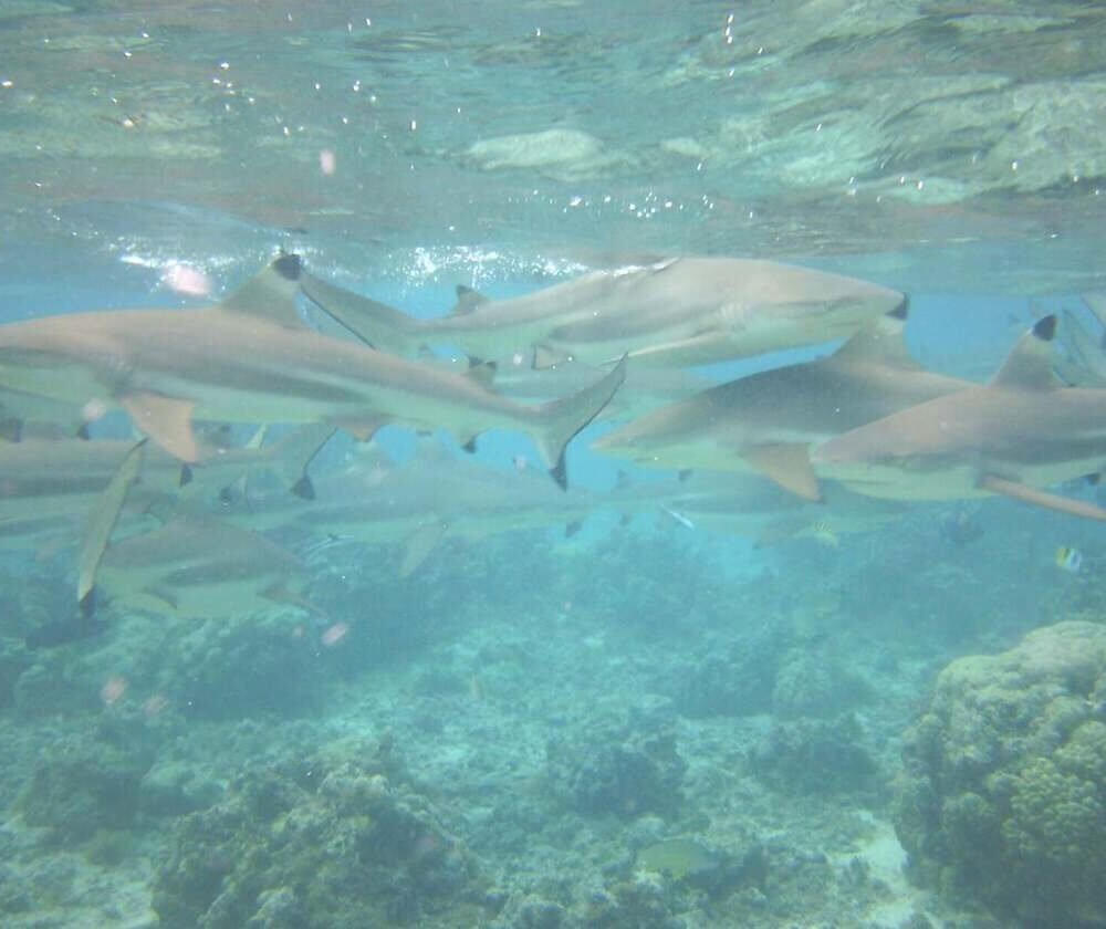 Shark feeding in French Polynesia. Hundreds of blacktip reef sharks swimming around us while we snorkeled.
